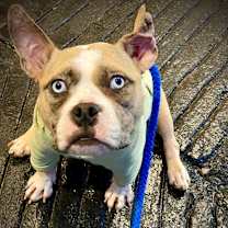 Thumbnail photo of Harley #2