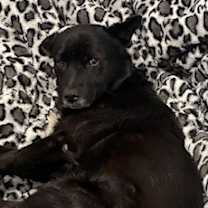 Thumbnail photo of Zeb #2