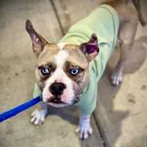 Thumbnail photo of Harley #4