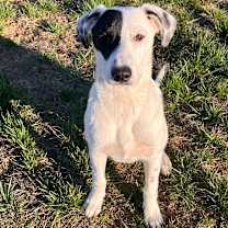 Thumbnail photo of Petey #1