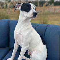 Thumbnail photo of Petey #2