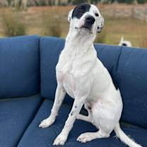 Thumbnail photo of Petey #3