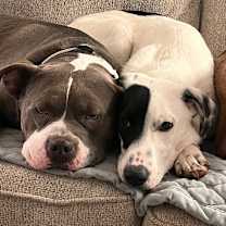 Thumbnail photo of Petey #4