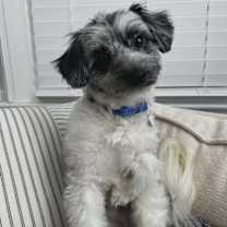 Thumbnail photo of Timon #1