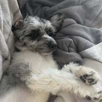 Thumbnail photo of Timon #2