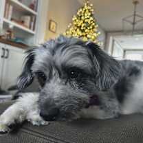 Thumbnail photo of Timon #3