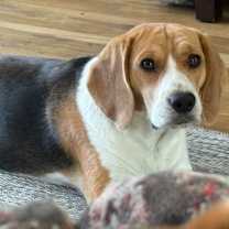 Thumbnail photo of Charlie #2