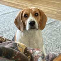 Thumbnail photo of Charlie #1