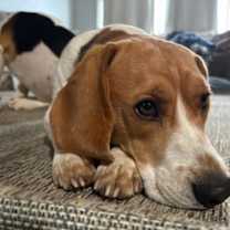 Thumbnail photo of Charlie #3