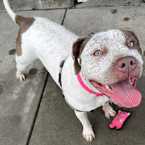 Thumbnail photo of Artemis #1