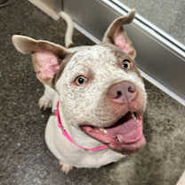 Thumbnail photo of Artemis #3