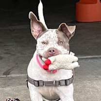 Thumbnail photo of Artemis #4