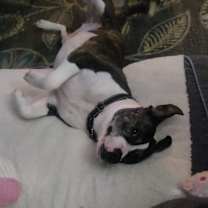 Thumbnail photo of Buddy #3