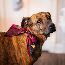 Thumbnail photo of Sable #1