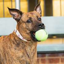 Thumbnail photo of Sable #2