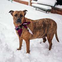 Thumbnail photo of Sable #3