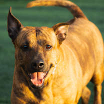 Thumbnail photo of Sable #4