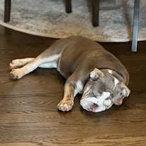 Thumbnail photo of Duke #2