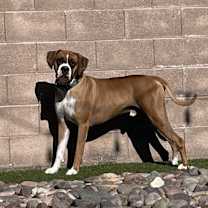 Thumbnail photo of Bruce #2