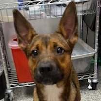 Thumbnail photo of Banana #1