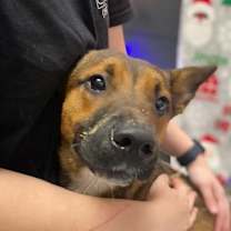 Thumbnail photo of Banana #2