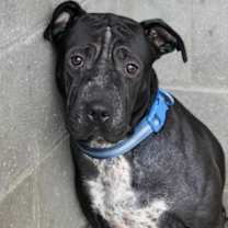 Thumbnail photo of Shadow #1