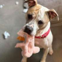 Thumbnail photo of Dillinger #3