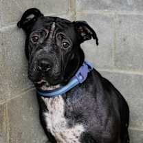 Thumbnail photo of Shadow #2