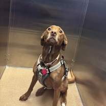 Thumbnail photo of Bently #1