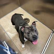 Thumbnail photo of Malo-HW (+) #2