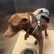 Thumbnail photo of Bently #2