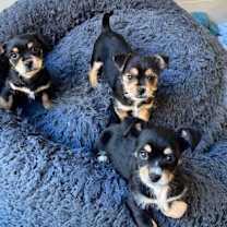 Thumbnail photo of Jinu #2