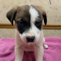 Thumbnail photo of Rydel #2