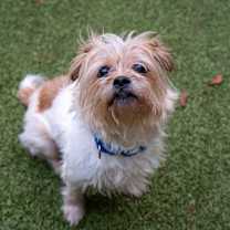 Thumbnail photo of Laika #2