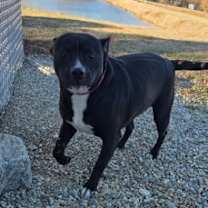 Thumbnail photo of Mercedes #3