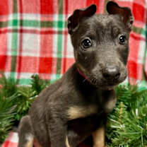 Thumbnail photo of Iris #2