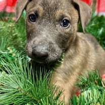 Thumbnail photo of Sunflower #1