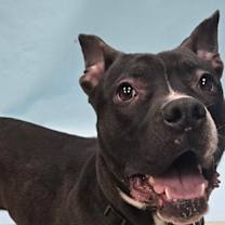 Thumbnail photo of Toulouse #2