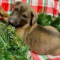 Thumbnail photo of Sunflower #2