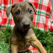 Thumbnail photo of Sunflower #3