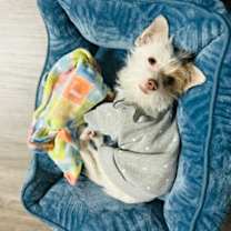 Thumbnail photo of Nugget #2