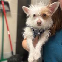 Thumbnail photo of Nugget #3