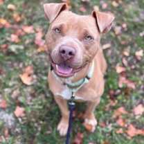 Thumbnail photo of Humphrey - 2 #3