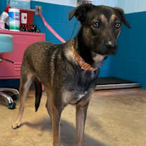 Thumbnail photo of Pinocchio (Rocky) #1