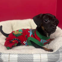 Thumbnail photo of Fergus #1