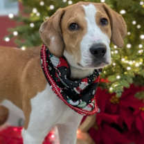 Thumbnail photo of Elvis #2