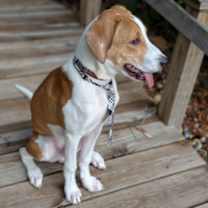 Thumbnail photo of Elvis #3