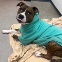 Thumbnail photo of Stella #1