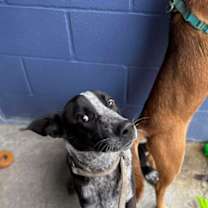 Thumbnail photo of Spur #1