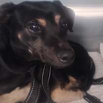 Thumbnail photo of Peanut #1